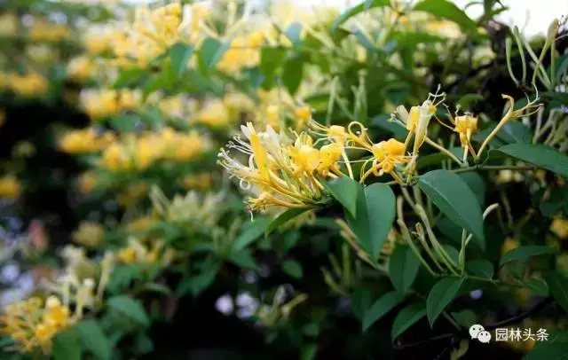 庭院种植火棘风水好 火棘果盆景的风水讲究