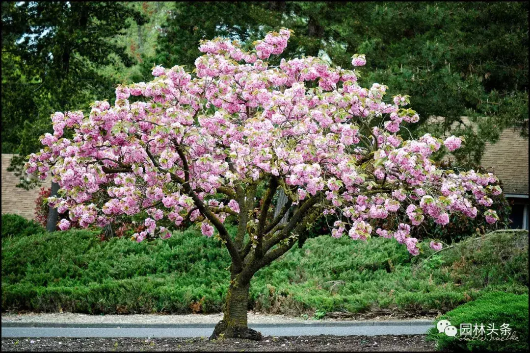 庭院种植火棘风水好 火棘果盆景的风水讲究