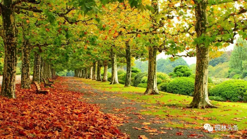 庭院种植火棘风水好 火棘果盆景的风水讲究