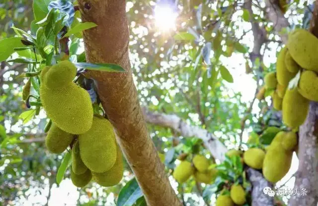 庭院种植火棘风水好 火棘果盆景的风水讲究