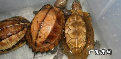 公乌龟图片 公龟