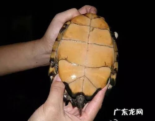 公乌龟图片 公龟