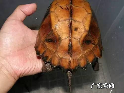 公乌龟图片 公龟