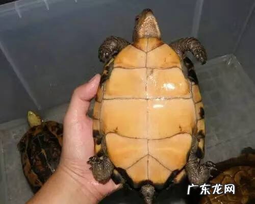 公乌龟图片 公龟