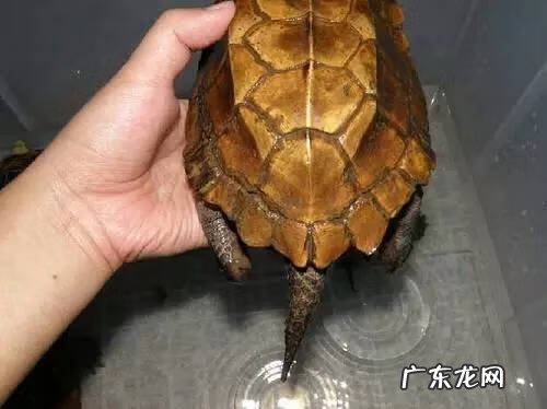 公乌龟图片 公龟