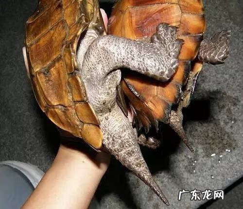 公乌龟图片 公龟