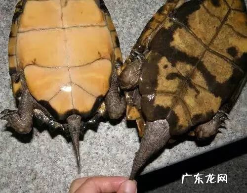 公乌龟图片 公龟