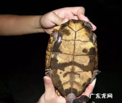 公乌龟图片 公龟