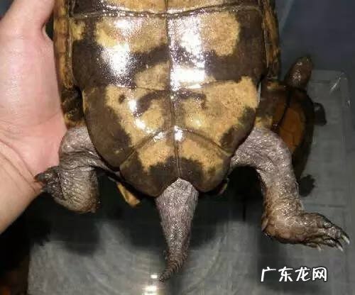 公乌龟图片 公龟