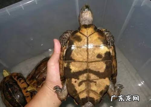 公乌龟图片 公龟