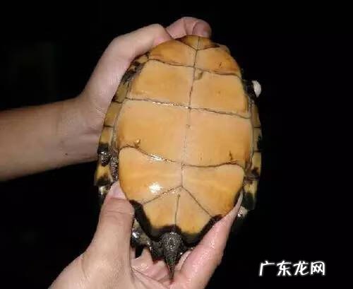 公乌龟图片 公龟