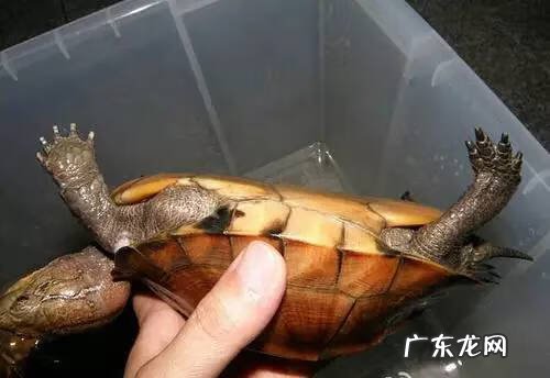 公乌龟图片 公龟