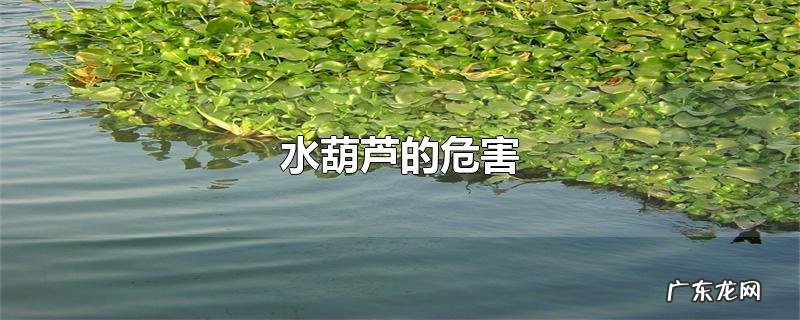 水葫芦的危害