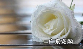 白玫瑰满天星什么意思 白玫瑰和满天星的花语是什么