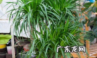 龙血树叶子卷了怎么回事 龙血树叶子卷了的原因