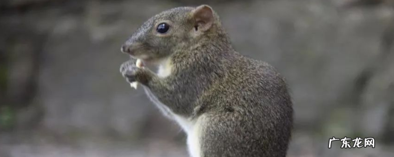 怎样养黄山松鼠,有哪些要点