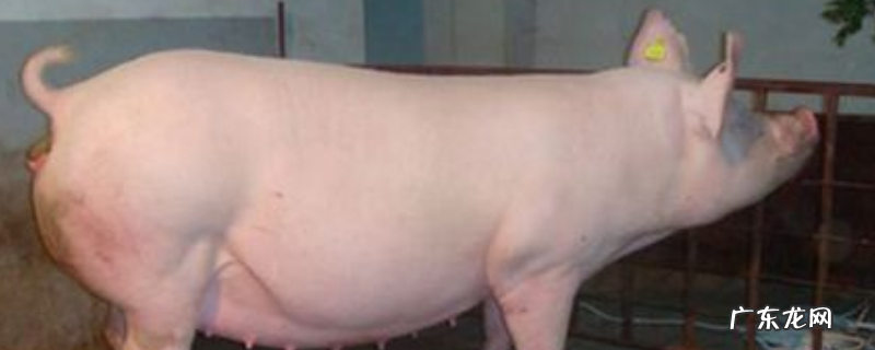 不发情的后备母猪喂什么,后备母猪不发情怎么办