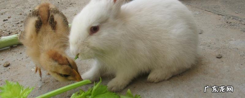 幼兔的养殖方法,需做好这几点
