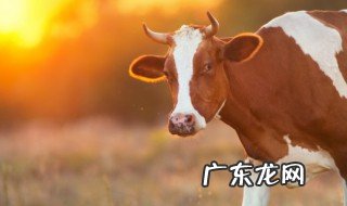 牛肉牛筋是哪个部位的肉 牛肉牛筋是牛哪个部位的