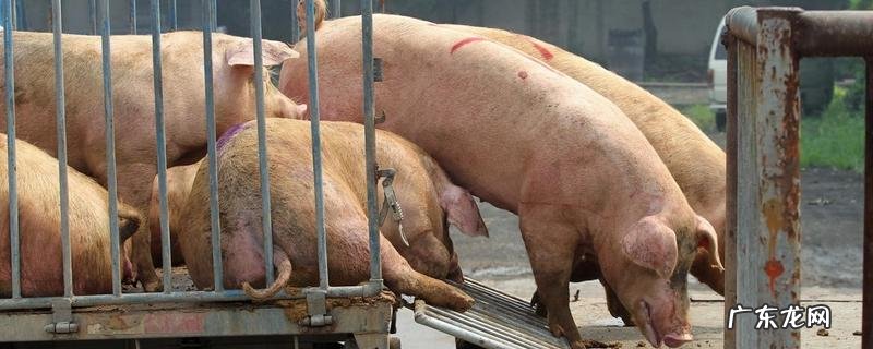 母猪得非洲猪瘟的症状，怎样预防