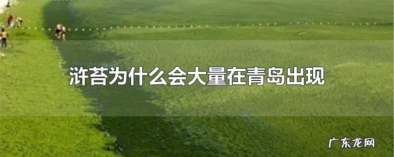浒苔为什么会大量在青岛出现