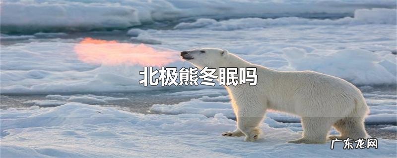 北极熊冬眠吗