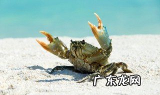 淡水寄居蟹怎么养 怎么养淡水寄居蟹