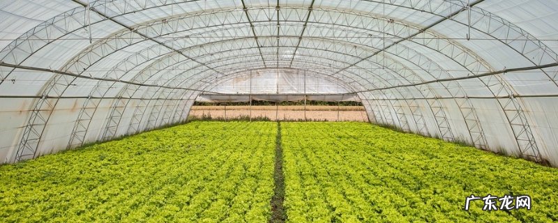 大棚生菜怎么种植,浇水有哪些技术要点