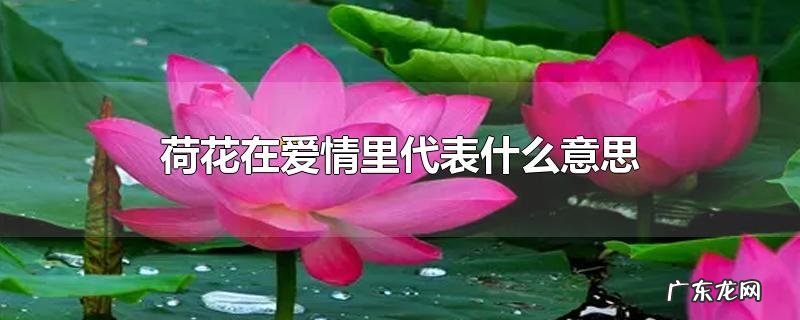 荷花在爱情里代表什么意思