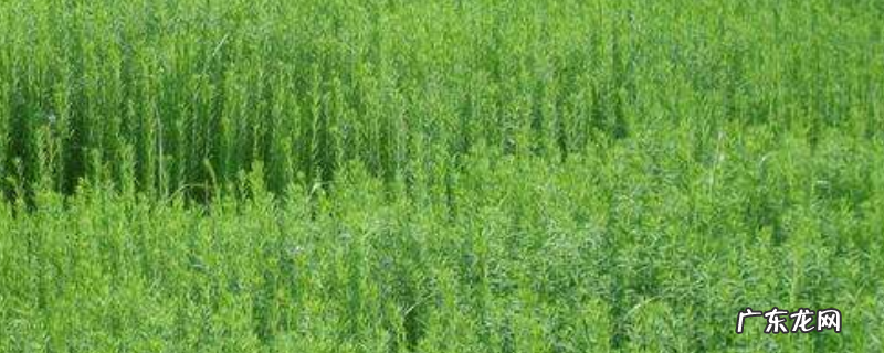 亚麻怎么种植,有哪些技术要点