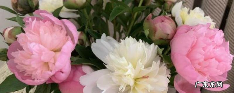 芍药鲜切花的养法,芍药是什么