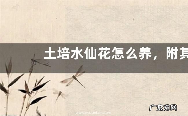 土培水仙花怎么养，附其生长习性