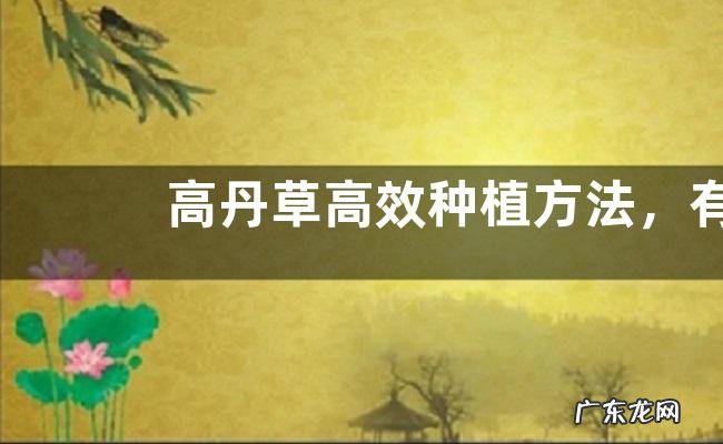 高丹草高效种植方法，有哪些技术要点