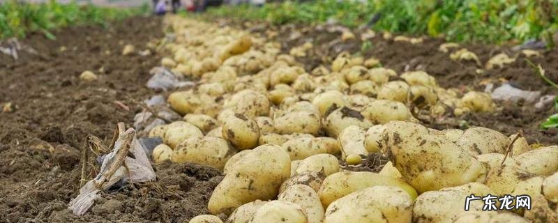 冬季土豆怎么种植,有哪些技术要点