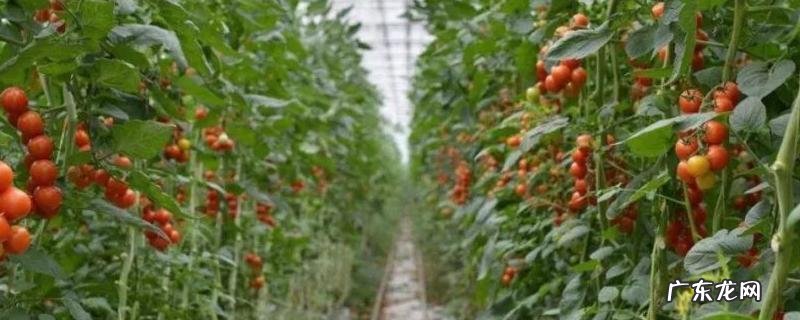 大棚西红柿高产种植方法,有哪些技术要点