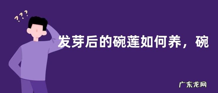 发芽后的碗莲如何养,碗莲是什么
