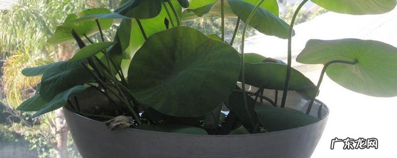 发芽后的碗莲如何养,碗莲是什么