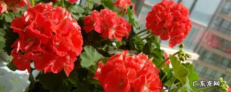 臭绣球花怎么养殖,有哪些注意事项