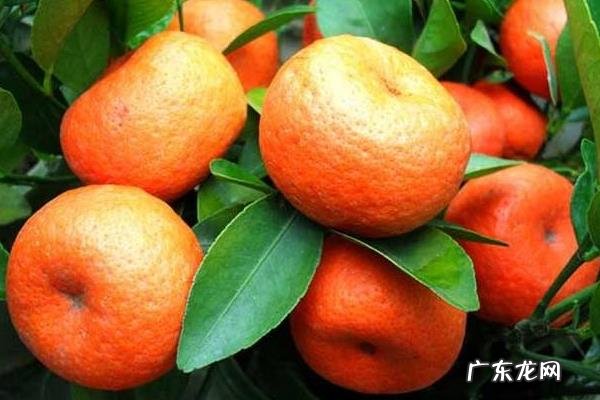 过年卖什么挣钱,根据市场行情选择项目