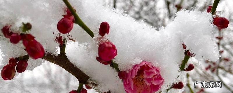 寒梅开放的时间,附其繁殖方法