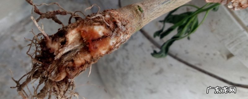 根腐病的防治方法,根腐病是如何发生的