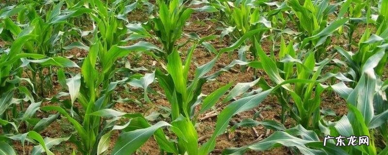 玉米出苗后高低不一该怎么办,如何补救