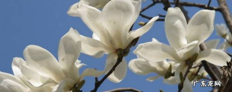 白玉兰树苗大概多少钱一根，附其种植要点