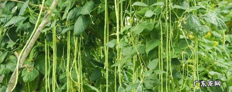 豆角怎么种植,有哪些技术要点