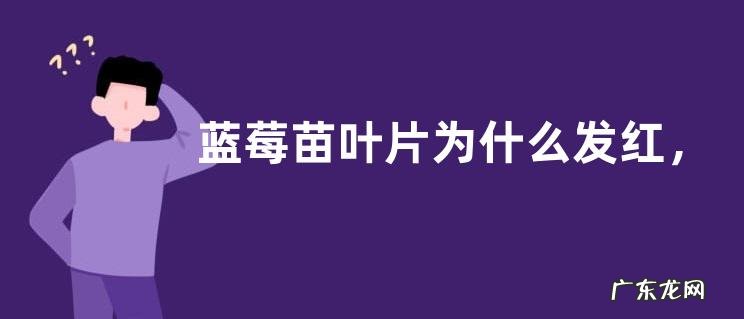 蓝莓苗叶片为什么发红，附盆栽蓝莓的种植方法