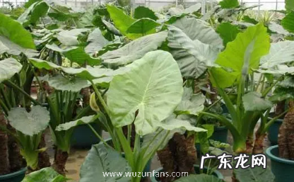 家里养滴水观音吉祥吗