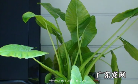 家里养滴水观音吉祥吗