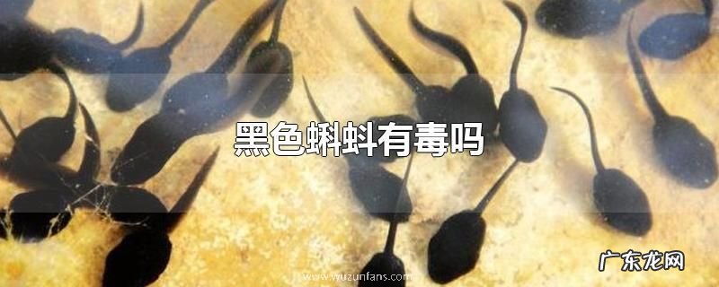 黑色蝌蚪有毒吗
