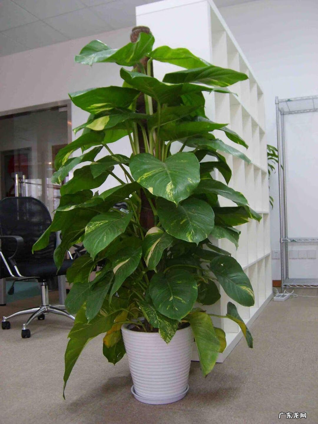 绿萝风水好吗 风水方面绿萝是什么样的意思