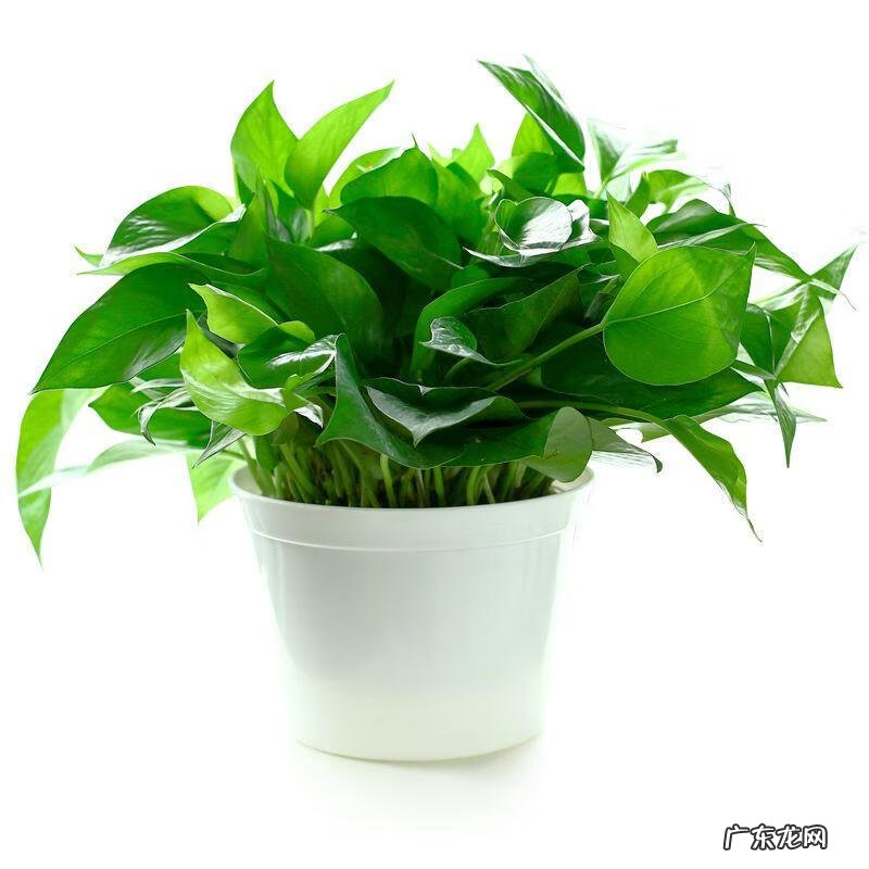 绿萝风水好吗 风水方面绿萝是什么样的意思